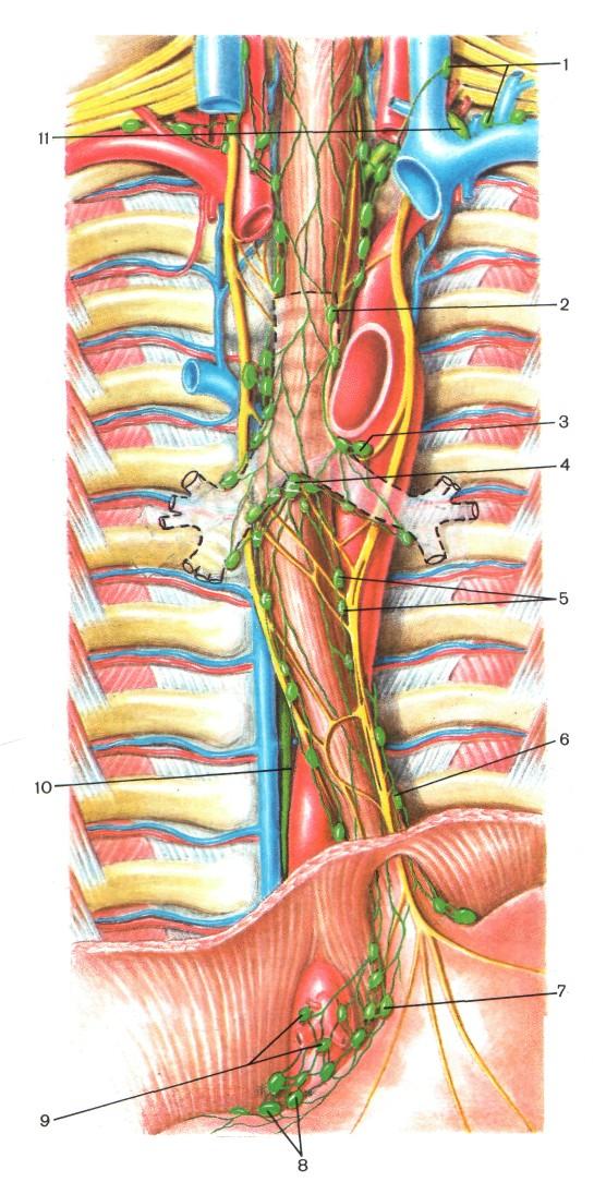 Нерв пищевода. Блуждающий нерв анатомия топография. Диафрагмальный нерв анатомия. Блуждающий нерв анатомия средостения. Топография пищевода анатомия.