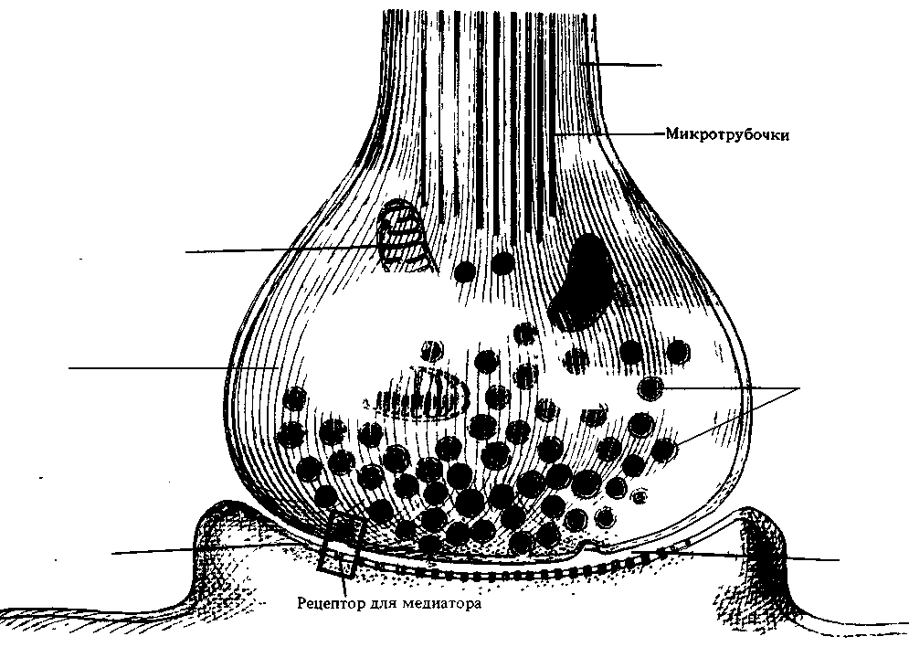 Химический синапс рисунок
