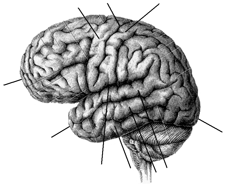 Мозг без подписей. Строение полушарий головного мозга. Большие полушария головного мозга строение. Строение мозга извилины. Борозды латеральной поверхности мозга.
