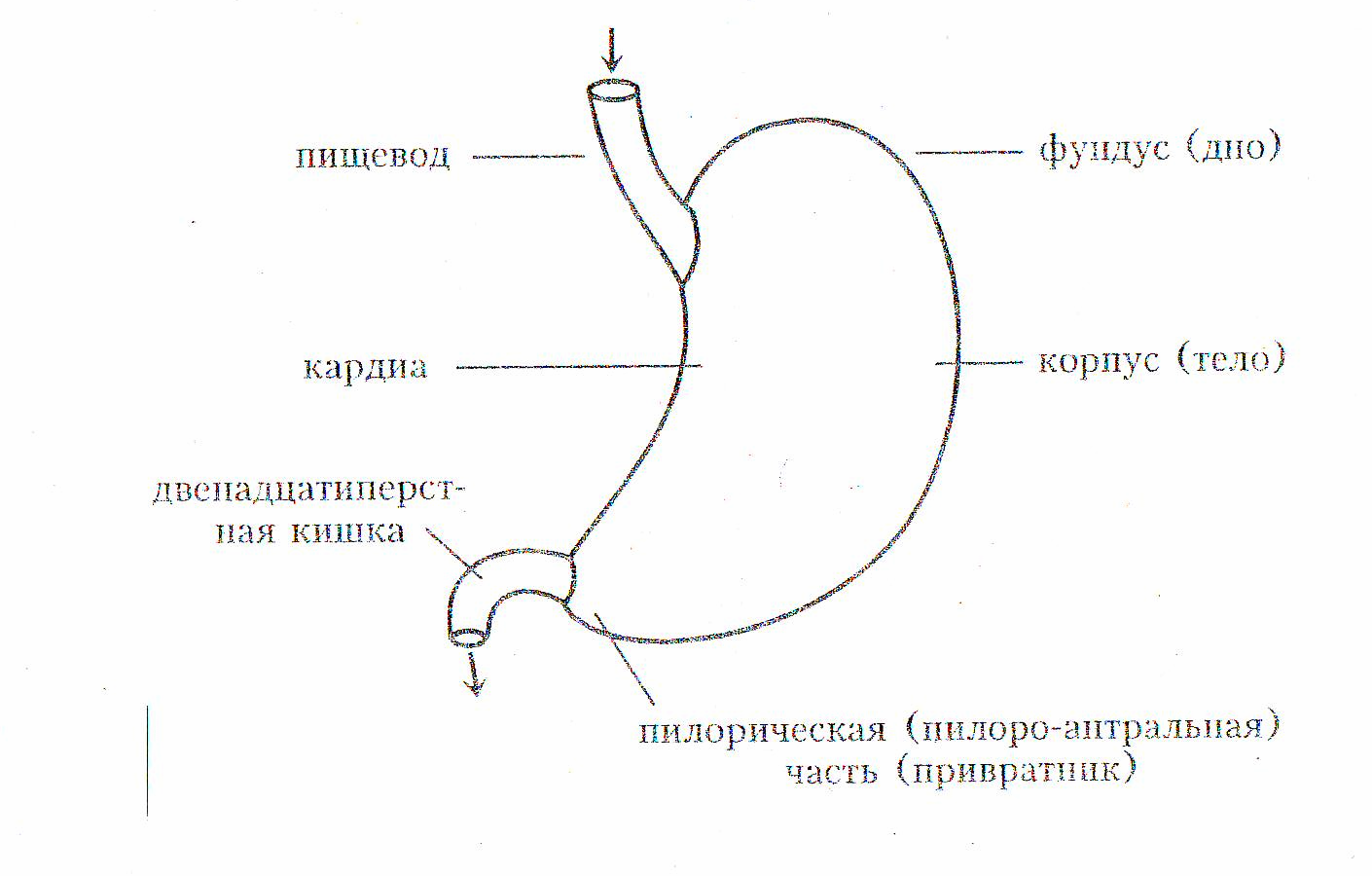 Отделы желудка схема