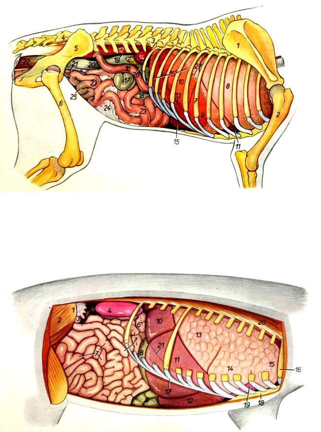 Брюшная и грудная полость тела. Топография внутренних органов собаки. Топография внутренних органов свиньи слева. Топография внутренних органов собаки с правой стороны. Топография внутренних органов лошади.