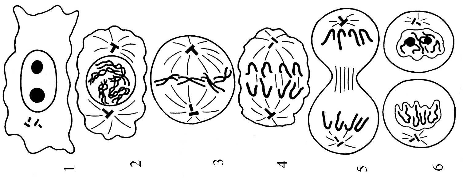 5 фаз деления клетки. Телофаза митоза. Схема телофазы митоза. Схема митотического деления растительной клетки. Митозелофаза 2.