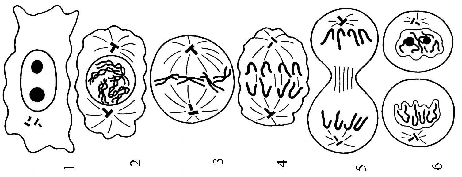 Стадии деления клетки в рисунках