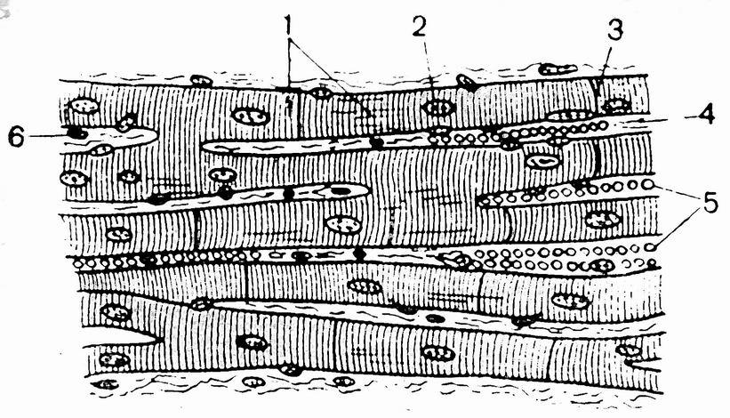 Изображение поперечно полосатой мышечной ткани. Поперечнополосатая сердечная мышечная ткань рисунок. Поперечнополосатая сердечная мышечная ткань схема. Поперечно-полосатая сердечная мышечная ткань кардиомиоциты. Симпласт поперечно полосатой мышечной ткани.
