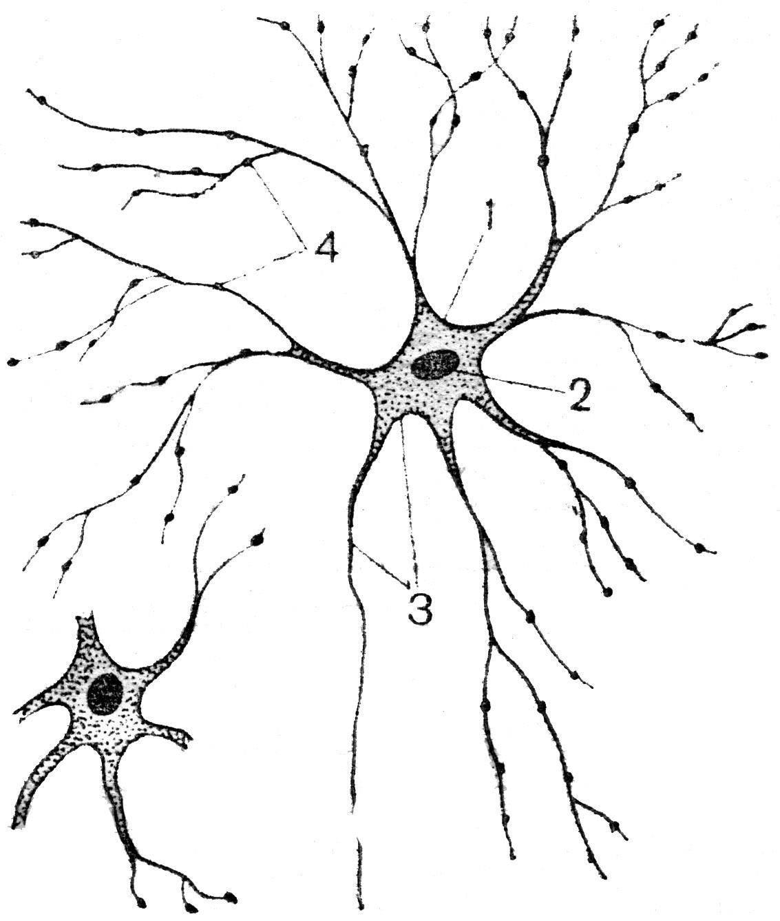 Мультиполярные нервные клетки и нервные волокна сетчатки глаза