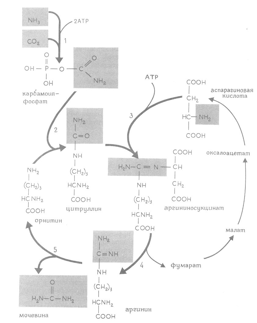 Орнитиновый цикл реакции. Цикл мочевины и цикл Кребса. Регуляция цикла мочевины. Связь цикла Кребса и орнитинового цикла мочевины осуществляется. Регуляция цикла мочевины биохимия.
