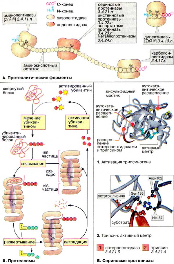 Транспорт белков внутриклеточный