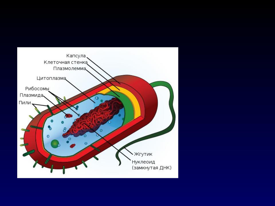 Ядерное вещество у бактерий расположено в. Обобщенная схема строения бактериальной клетки. Нуклеоид бактерий строение. Плазмолеммы бактерий строение. Нуклеоид бактериальной клетки.