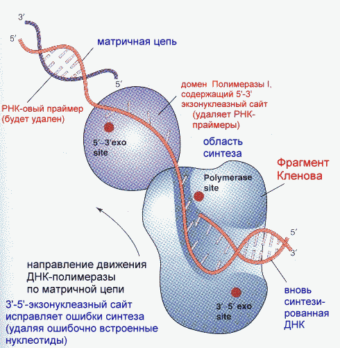 Рнк зависимая. ДНК-зависимая РНК-полимераза прокариот. РНК-полимераза катализирует процесс:. ДНК зависимые ДНК полимеразы. Структура ДНК зависимой РНК полимеразы.