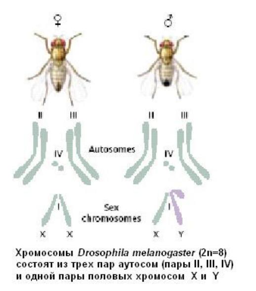 Схема хромосомной дифференциации пола у дрозофил