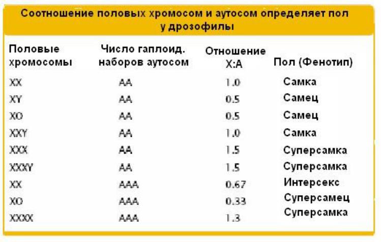 Таблица хромосом. Типы соотношения половых хромосом у животных. Количество хромосом. Хромосомы у животных таблица. Сколько х хромосом у человека.