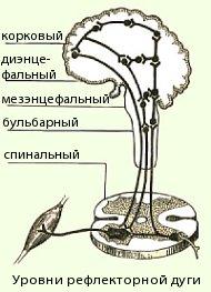 Рефлекс и рефлекторная дуга