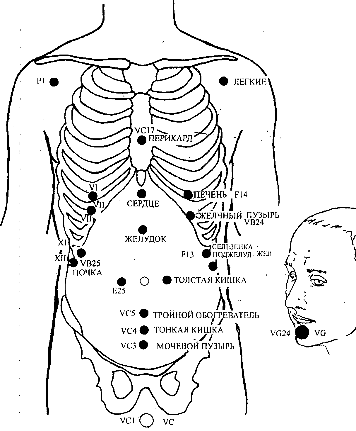 Сигнальные точки меридианов на теле человека