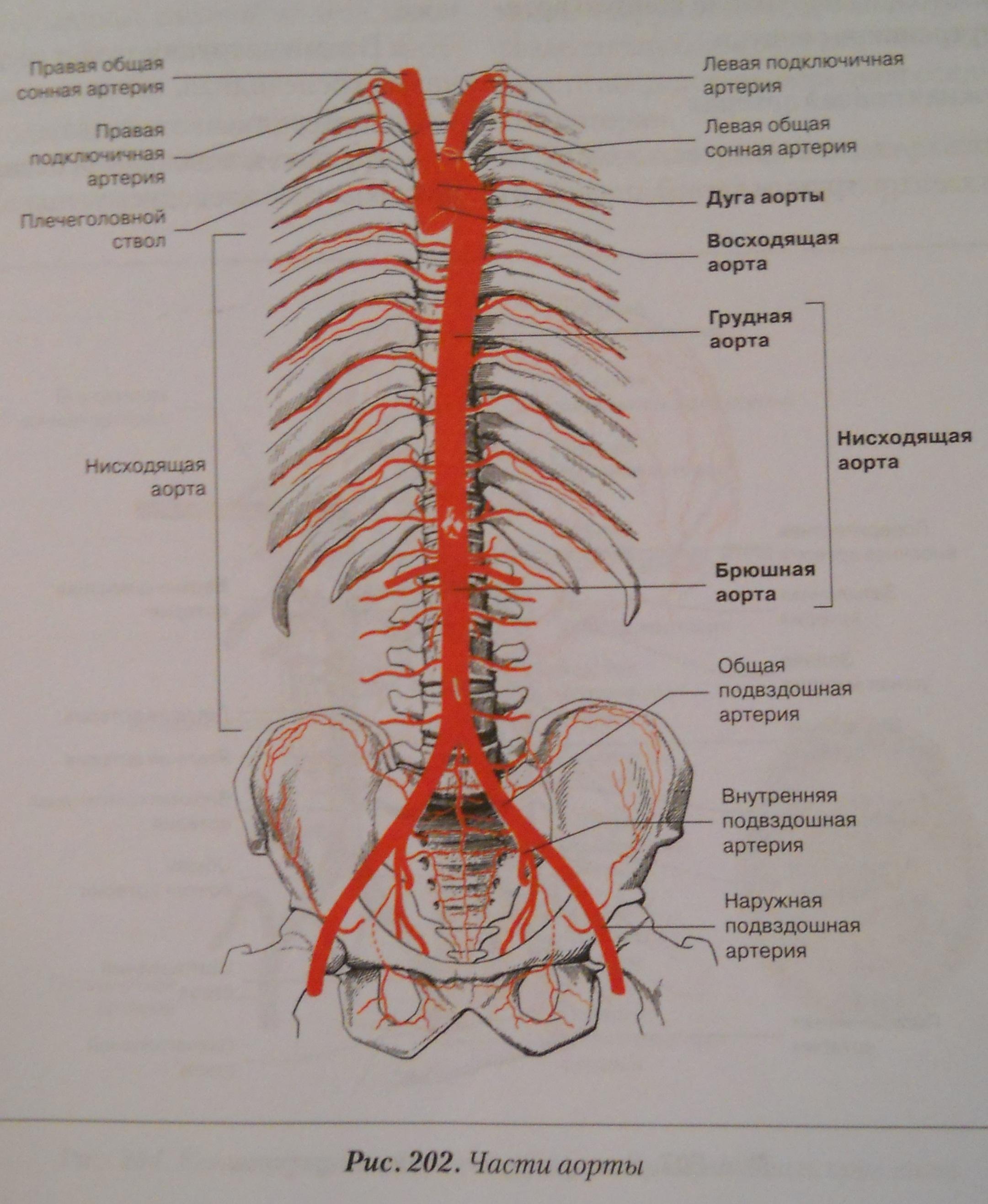 Кровоснабжение межпозвоночных дисков. Топография внутренней грудной артерии схема. Топографическая анатомия позвоночной артерии. Кровоснабжение аорты анатомия. Позвоночная артерия анатомия атлас.