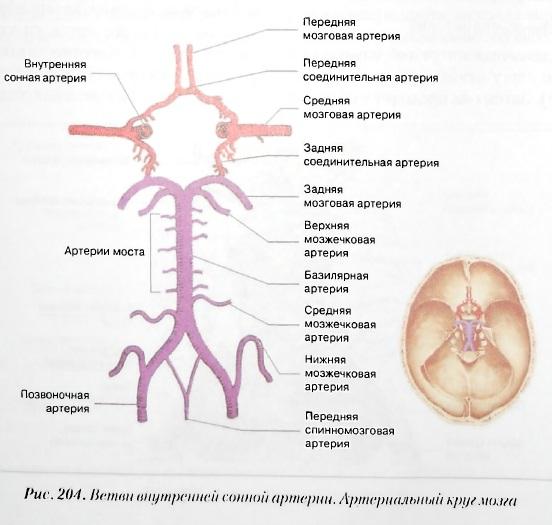 Артерии задних сегментов. Внутренняя Сонная артерия Виллизиев круг. Задняя соединительная артерия головного мозга. Передняя соединительная артерия схема. Ветви задней мозговой артерии.