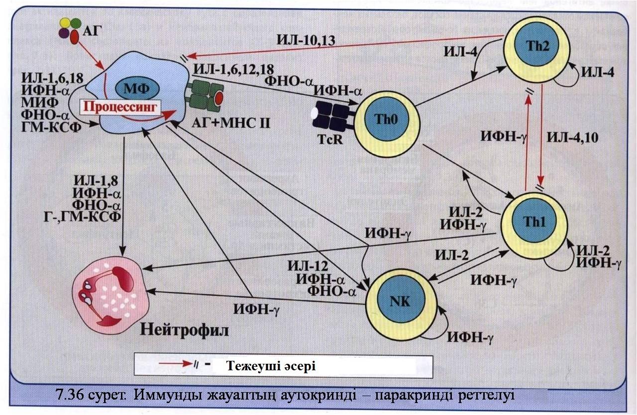 Иммунная карта нейро анализ