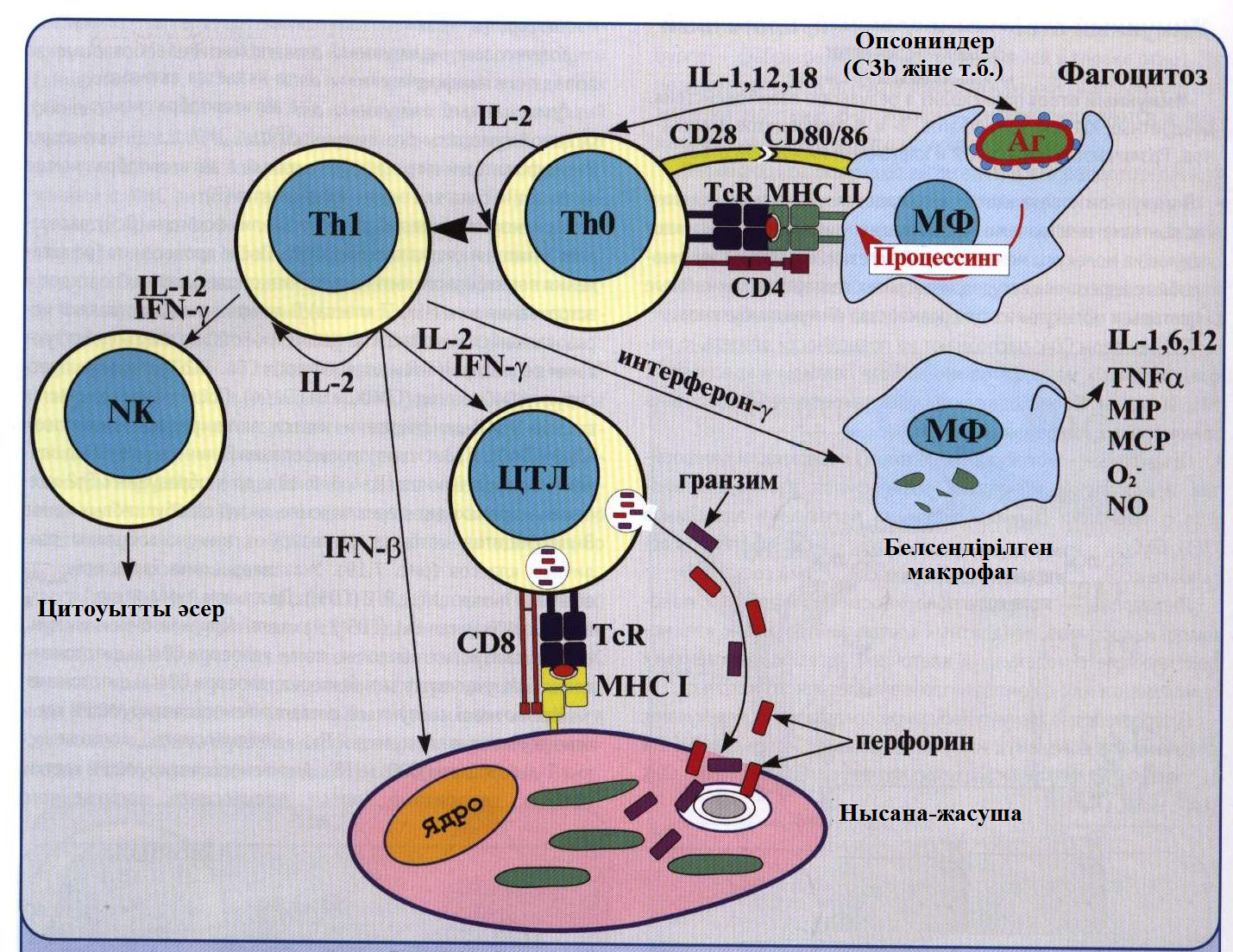 Цитотоксические т клетки. Схема клеточного иммунного ответа. Схема клеточного иммунного ответа иммунология. Схема взаимодействия клеток в иммунном ответе. Схема гуморального иммунного ответа иммунология.