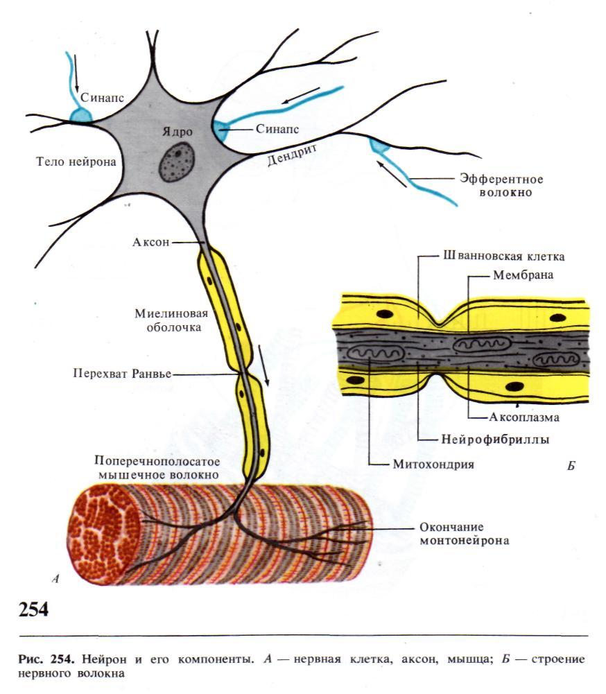 Ткань передающая импульс. Физиология нервных волокон Аксон. Строение аксона нейрона функции. Нейрон Аксон миелиновая оболочка. Строение нейрона и нервного волокна.