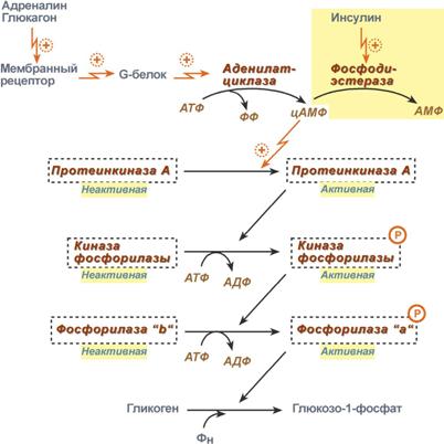 Фермент адреналина. Схема механизма действия инсулина и глюкагона. Механизм действия инсулина биохимия гормоны. Регуляция синтеза инсулина биохимия. Механизм действия инсулина и глюкагона биохимия.