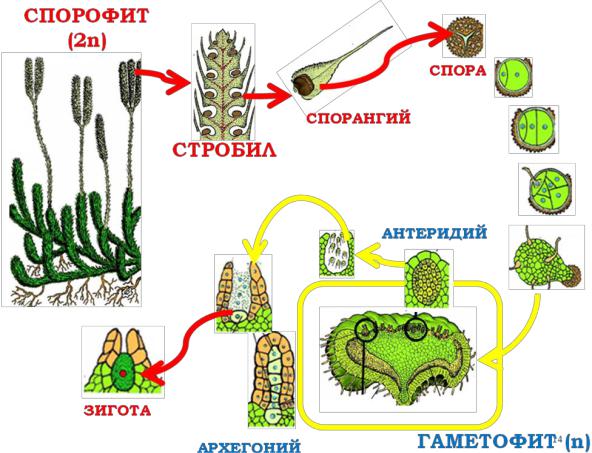 Спорангий жизненный цикл. Спорофит спорангий спора. Спорофит спорангии споры цикл. Спорангии споры схема спорофиты гаметофиты. Спорофит мха (спорангий);.