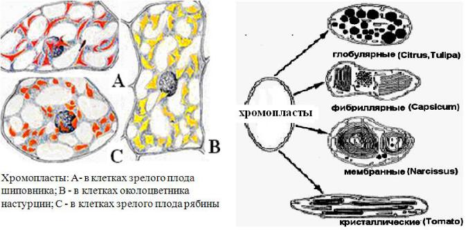 Клетка мякоти рябины. Хромопласты в клетках мякоти плодов шиповника. Хромопласты в клетках плодов в микроскопе.