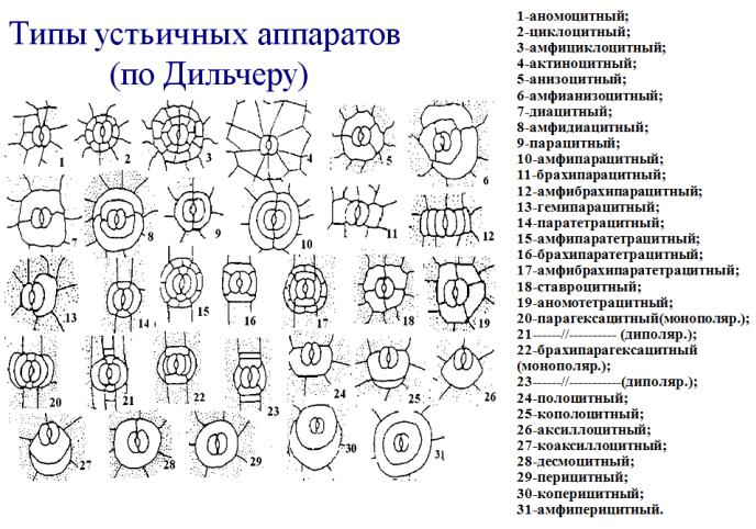 Типы аппаратов. Парацитный Тип устьичного аппарата. Типы устьичных комплексов однодольных. Типы устьичного аппарата у растений. Аномоцитный Тип устьичного аппарата характерен для.