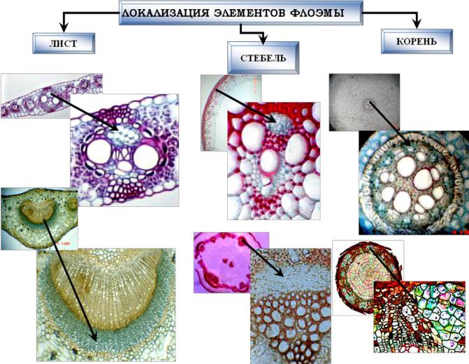Первичная флоэма. Вторичная флоэма. Запасающая паренхима. Происхождение флоэмы. Запасающая ткань.
