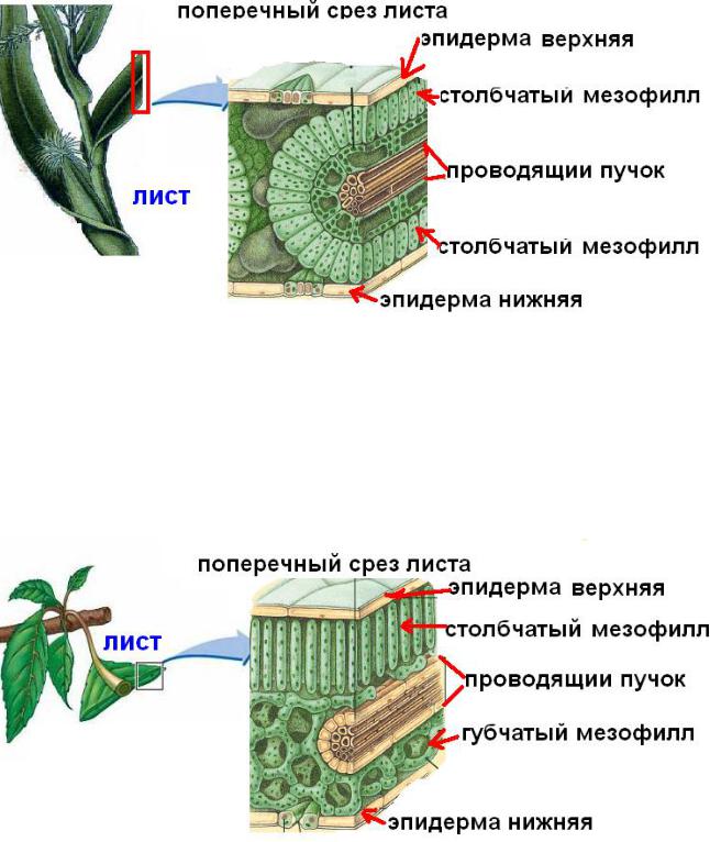 Какие клетки образуются листовую пластинку