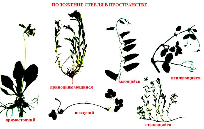 Классификация стеблей - урок. Биология, 7 класс.
