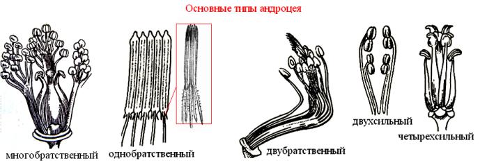 Андроцей. Типы андроцея цветка. Однобратственный андроцей. Типы андроцея и гинецея. Андроцей и гинецей строение.