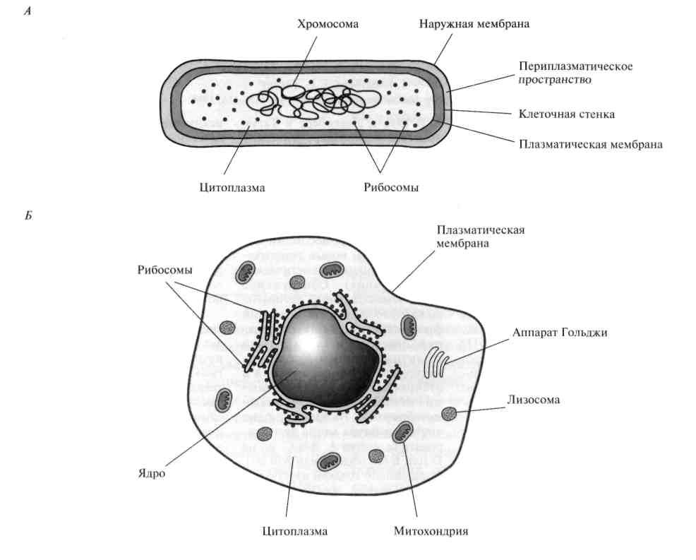 Клетки имеют ядро прокариоты эукариоты. Схема строения эукариотической клетки. Строение прокариотической и эукариотической клеток. Строение клетки эукариот схема. Схема прокариотической клетки и эукариотической клетки.