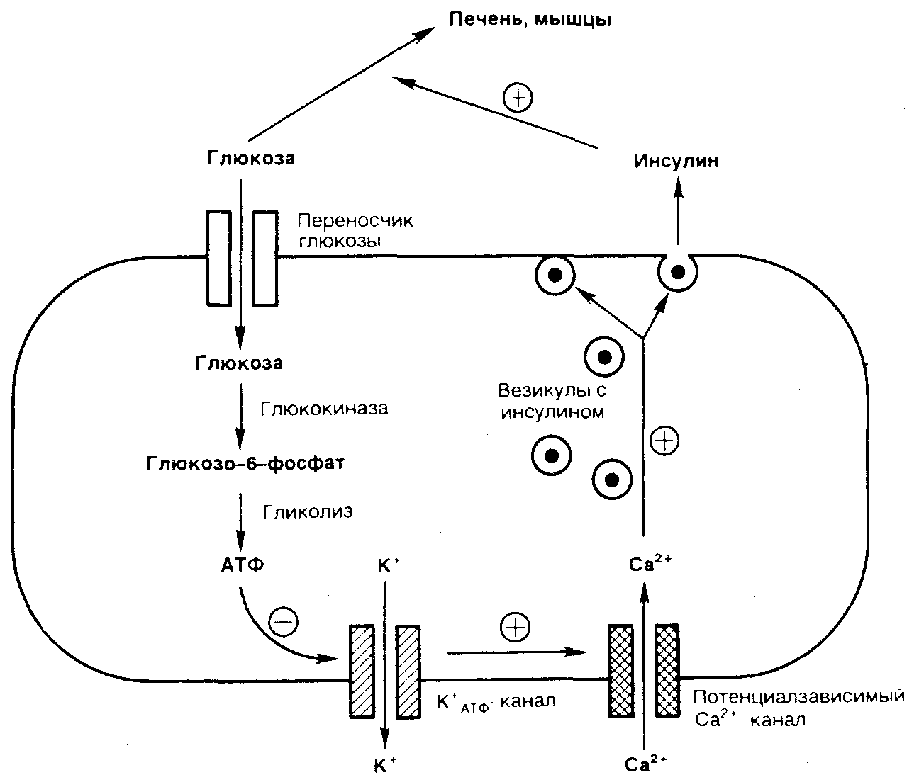 На рисунке изображена схема объясняющая механизм поддержания концентрации глюкозы