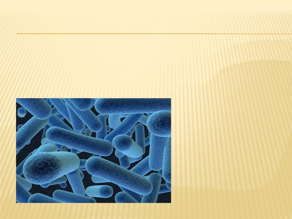 Сообщение по биологии бактерии. Питание клеток бактерий. Бактерии 5 класс. Питание бактерий презентация. Биология тема бактерии.