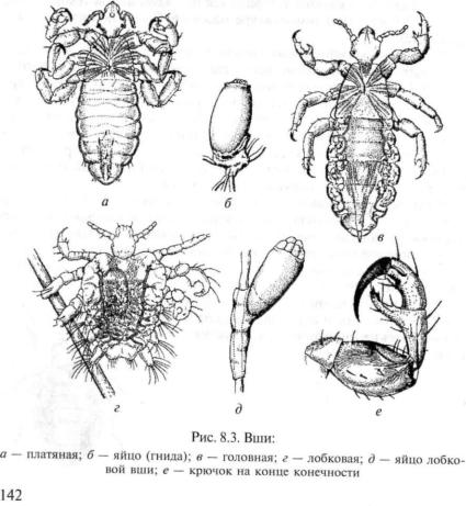 Вошь лобковая рисунок с обозначениями