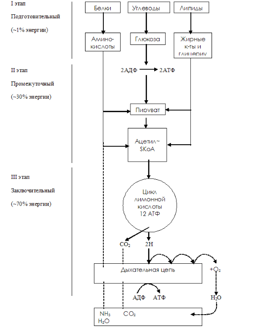 Схема катаболизма основных пищевых веществ