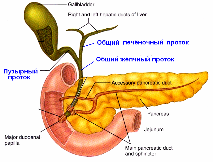 холецистит