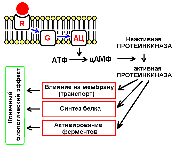 Сигнала фермент. Мембранный механизм действия гормонов схема. Механизмы действия гормонов через ферменты. Механизм действия белковых гормонов схема. Аденилатциклазная система биохимия.