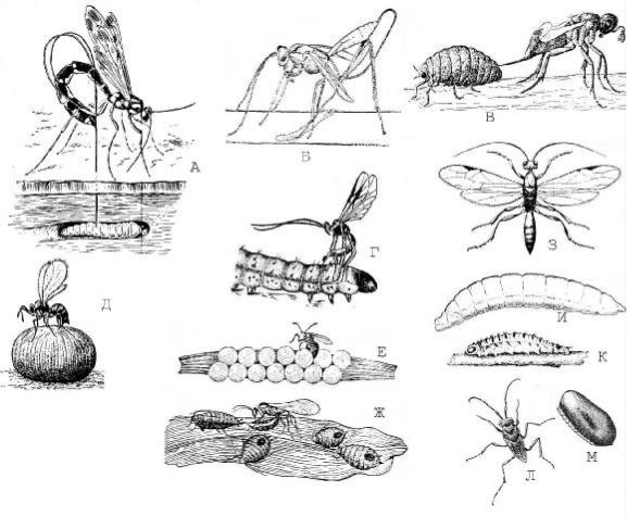 Развитие осы. Цикл развития перепончатокрылых. Размножение перепончатокрылых насекомых. Перепончатокрылые паразиты. Перепончатокрылые насекомые цикл развития.