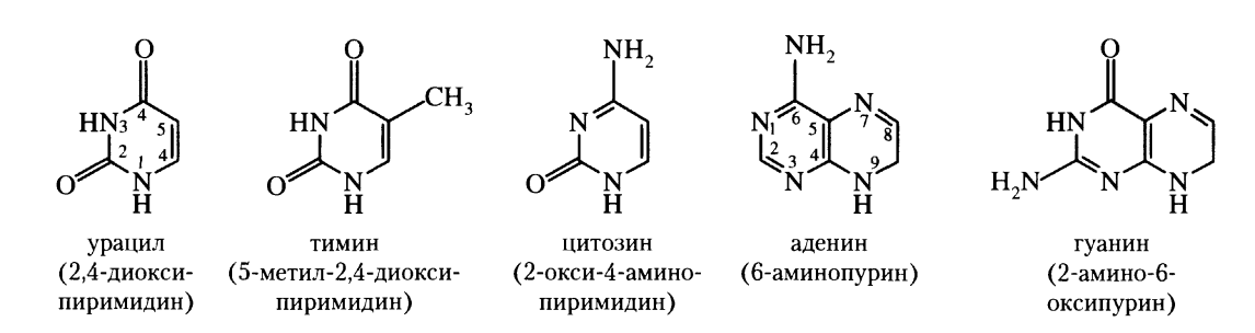 Рнк содержит тимин. Урацил Тимин цитозин формулы. Нуклеотиды РНК урацил Тимин цитозин гуанин аденин. Структурная формула цитозина. Нуклеотиды гуанин аденин Тимин урацил.
