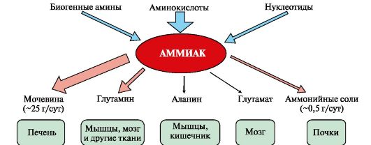 Выводит мочевину. Метаболизм аммиака в организме схема. Пути превращения аммиака в организме. Основные пути образования аммиака в организме. Аммиак в печени превращается в.