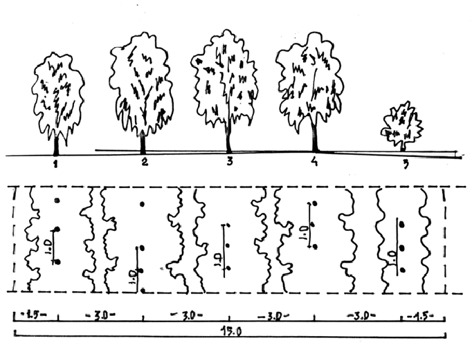 Лесополосы высаживание. Схема шумо-газо-пылезащитных насаждений. Схема размещения полезащитных лесных полос. Полезащитные Лесные полосы схема. Схема посадки лесополосы.