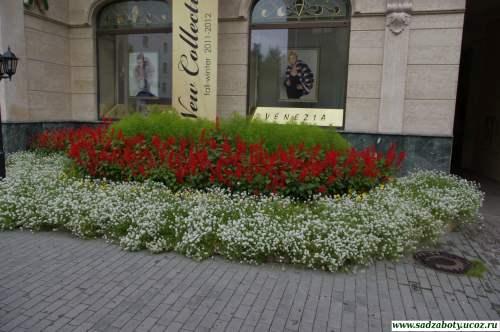 Алиссум и Сальвия на клумбе