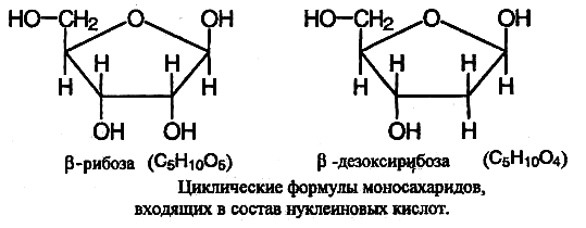 Рибоза серебряное зеркало. Пространственная формула дезоксирибозы. Дезоксирибоза гидролиз. Рибоза и дезоксирибоза. Функции рибозы и дезоксирибозы.