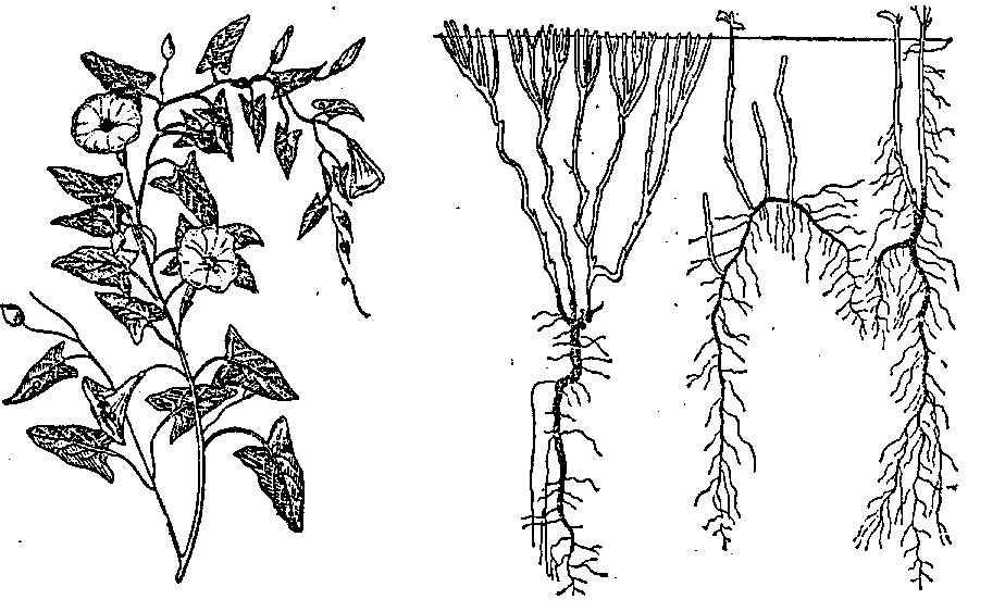 Размножение корневищами рисунок