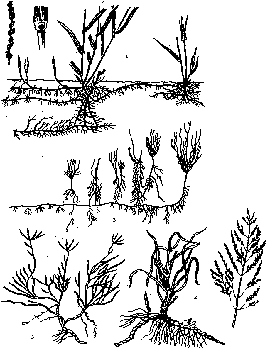 Система сорняков