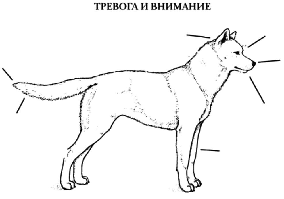 Собака части тела рисунок