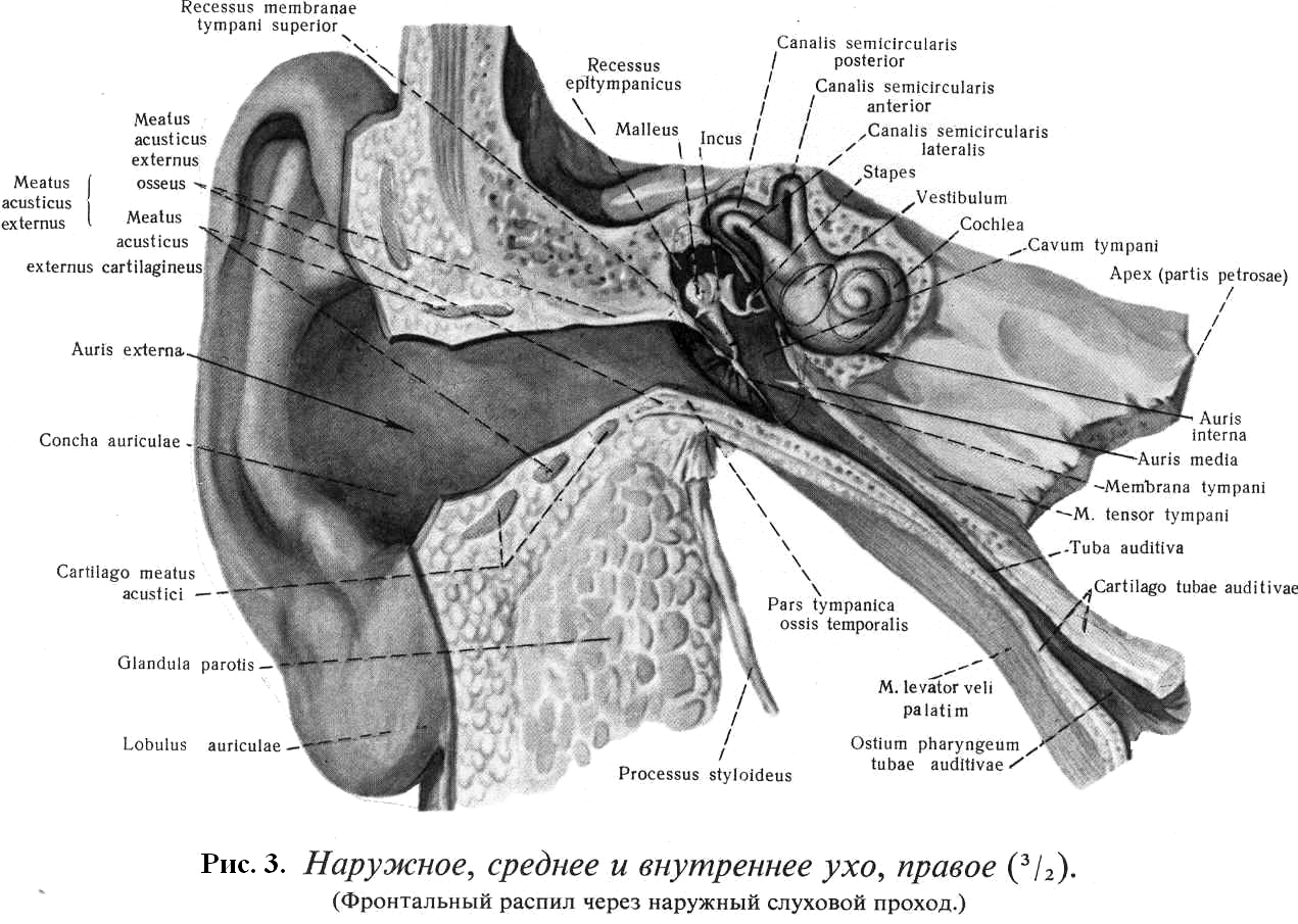 Преддверно-улитковый орган (орган слуха и равновесия), organum  vestibulo-cochleare (organum status et auditus)