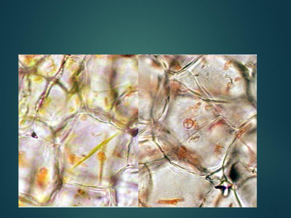 Клетка мякоти рябины. Хромопласты томата. Хромопласт микрофотография. Хромопласт 3д. Хромопласты моркови микроскопом.