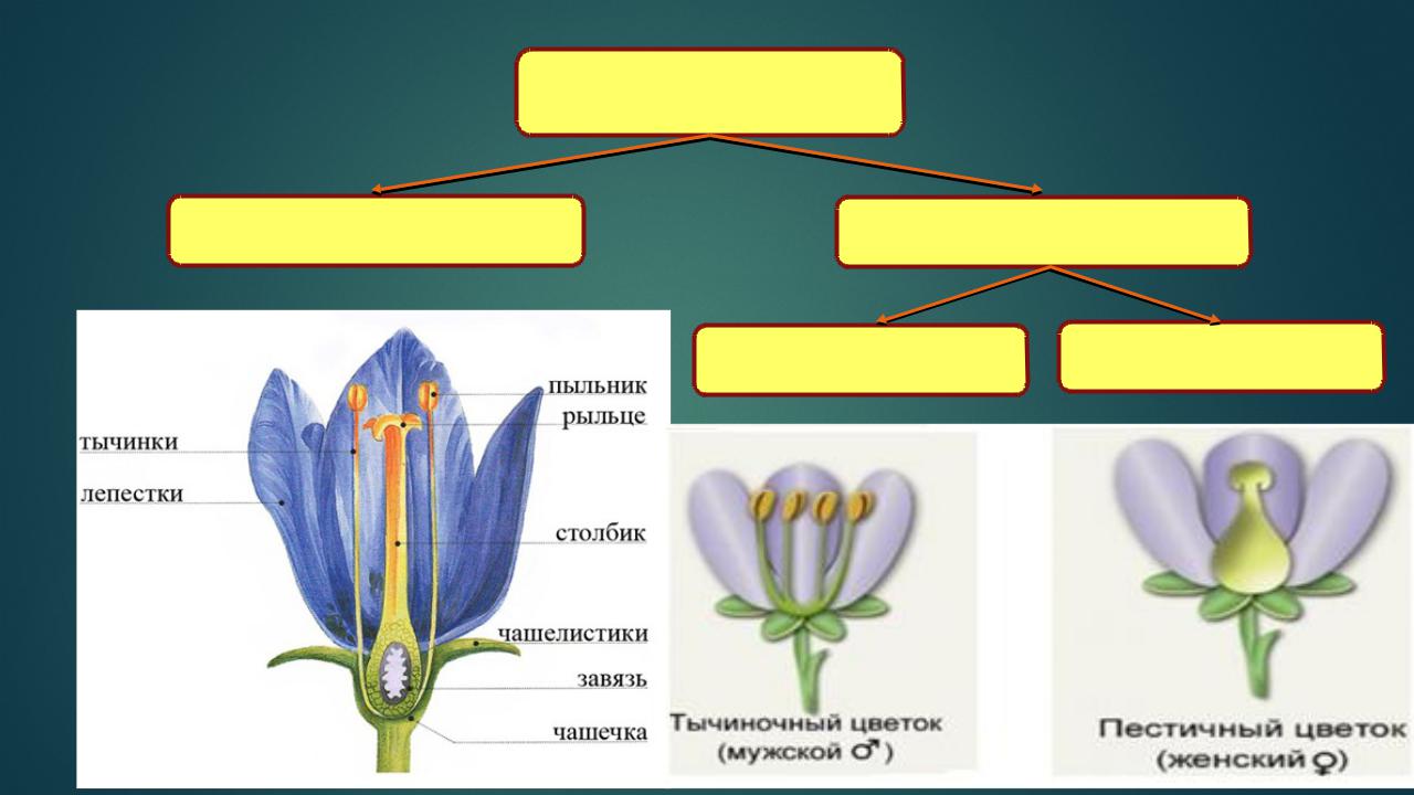 Генеративные органы цветки соцветия. Обоеполые раздельнополые растения