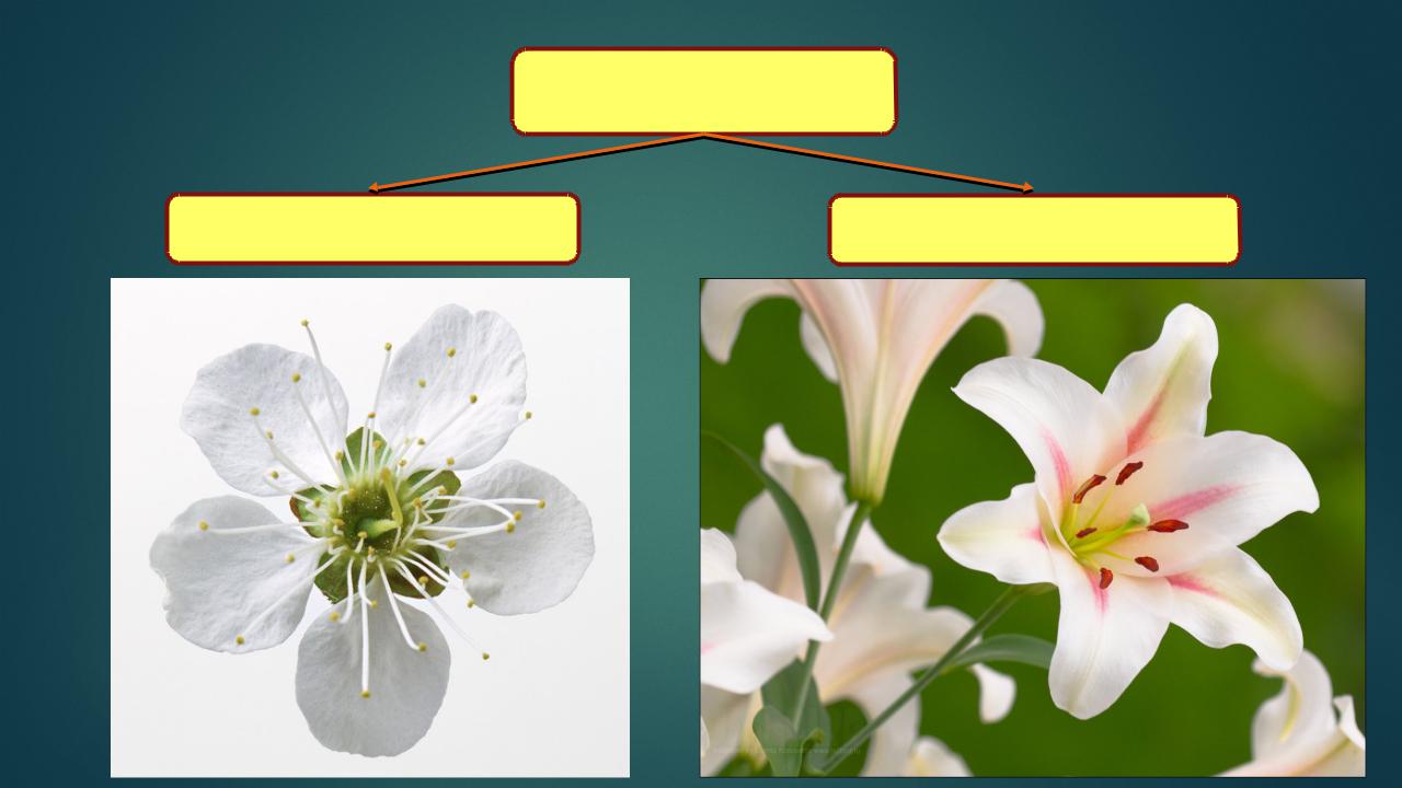Установите последовательность соподчинения цветок околоцветник генеративные органы. Соцветие и околоцветник. Двойной околоцветник. Функции околоцветника. Околоцветник аыполнчют функции.